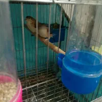 فنچ نوک نقره ای