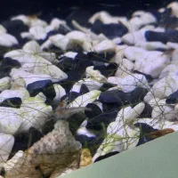 آکواریوم پلنت|ماهی|شاهرود, |دیوار