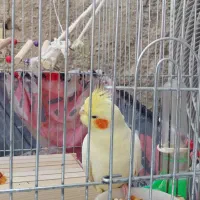 فروش عروس هلندی