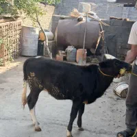 گوساله|حیوانات مزرعه|خان ببین, |دیوار