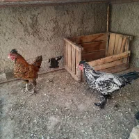 مرغ و خروس گلین ۴ ماهه|حیوانات مزرعه|خمینی‌شهر, |دیوار