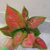 گل مانسترا زرد تای حوض کاکتوس گلدان پتینه شمعدونی