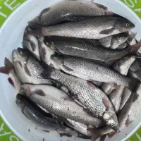 تور ماهیگیری|ماهیگیری|اردبیل, |دیوار