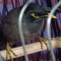 فروش مرغ مینا آوازخوان