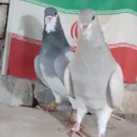 کبوتر شهری|پرنده|شیراز, کفترک|دیوار