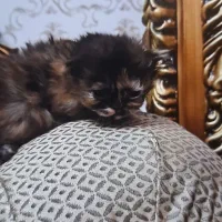 گربه پرشین|گربه|تبریز, |دیوار