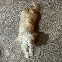 سگ شیدزو پا کوتاه|سگ|کرمان, |دیوار