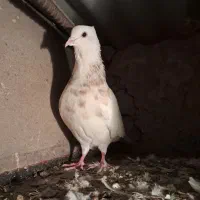 کلفه سرور نر کاکلی بدون غلط و الا بغاز نر