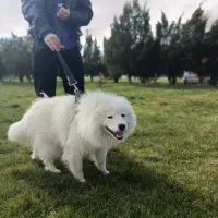 سامویید اصیل