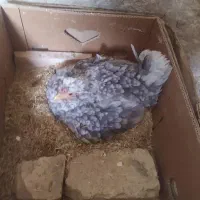 تخم نطفه دارگلین