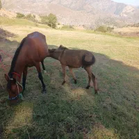 فروشی|حیوانات مزرعه|اردبیل, |دیوار