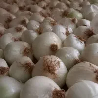 پیاز بومی از خودم کشاورزم|گل و گیاه طبیعی|آران و بیدگل, |دیوار