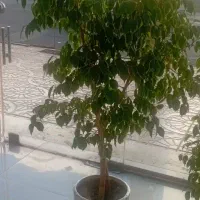 گل بنجیامین