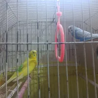یک جفت مرغ عشق بالغ با قفس