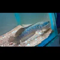 چانا پالچرا فول گارد