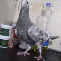 کبوتر|پرنده|مشهد, مشکینی (شهرک غرب)|دیوار