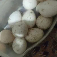 تخم بوقلمون تازه