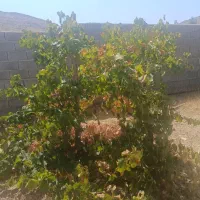 زمین باغ شهری خالدآباد/زمین باغشهری خالد آباد|فروش زمین و ملک کلنگی|شیراز, فرهنگ شهر|دیوار