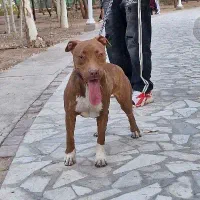 سگ پیت بول