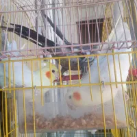 عروس هلندی