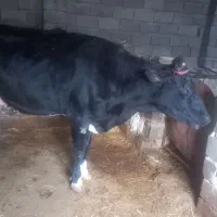 گاو فروشی|حیوانات مزرعه|شیروان (خراسان), |دیوار