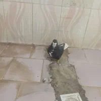 ریش سیاه دم سفید نر