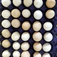 تخم مرغ نطفه دار گلین و محلی