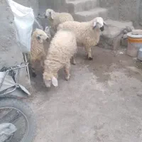 چهار تا بره ماده چاق و چله خوشگل