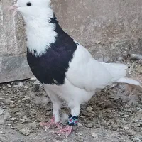 نروماده طوقی مهر|پرنده|قم, هفت تیر|دیوار