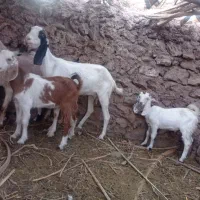 بامتور معامله میکنه 200|حیوانات مزرعه|گلباف, |دیوار