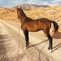 اسب عرب معاوضه با موتور|اسب و تجهیزات اسب‌سواری|یزد, |دیوار