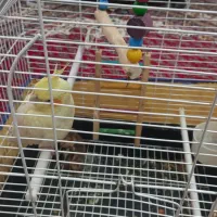 عروس هلندی نر