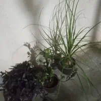 گل زیبا وجذاب