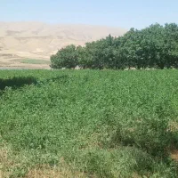زمین روستای رامول