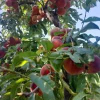 با کمکِ من،تو باغ رویاهات قدم بزار(خانوم کریم خانی|فروش دفتر صنعتی، کشاورزی، تجاری|مشکین‌دشت, |دیوار