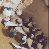 کفتر رنگه 38تا