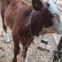 گوساله سیمین‌تال‌دوماه