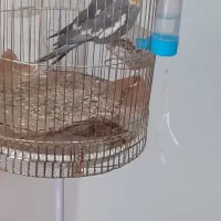 ۴عدد عروس هلندی