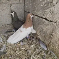 کفتر پرشی
