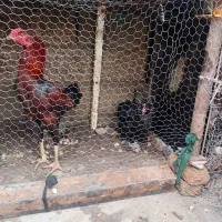 مرغ وخوروس لاری