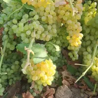 با کمترین هزینه بهترین باغ بخر|فروش دفتر صنعتی، کشاورزی، تجاری|تاکستان, |دیوار