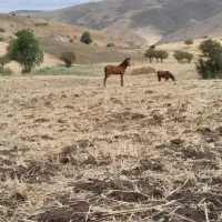 اسب|اسب و تجهیزات اسب‌سواری|خلخال, |دیوار