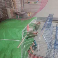 عروس هلندی و طوطی برزیلی|پرنده|قرچک, میرزائی جنوبی|دیوار