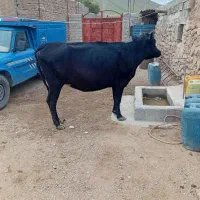 گاو|حیوانات مزرعه|انزل, |دیوار
