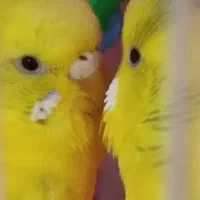 مرغ عشق جفت عشق دوتا زرد