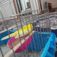 قناری خوش رنگ