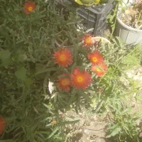 گل طبیعی|گل و گیاه طبیعی|سروستان, |دیوار