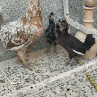 جوجه گلین و برهما اصل|حیوانات مزرعه|شیراز, کرونی(خاتونک)|دیوار