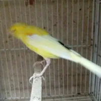 قناری جوجه رسمی بلند