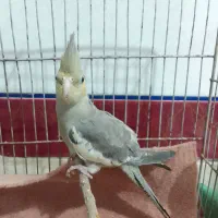 عروس هلندی ماده ۴ ماهه